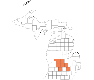 Central Lower Peninsula